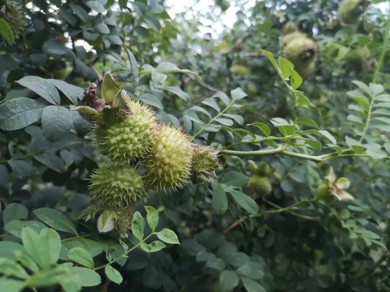 乡游黔中|出发吧！探思南石林奇观，赏幽深人间仙境