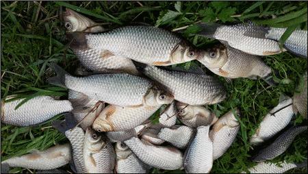 想成为万众瞩目的高手吗,想成为钓鱼大师难吗