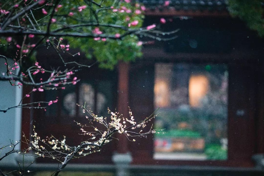 江南三大梅园,杭州江南三大梅花