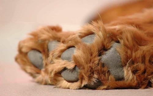 汪星人出现这8个动作，表示它在跟你求救