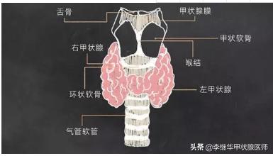 甲状腺球蛋白抗体，过氧化物酶抗体升高？深入浅出解释桥本病