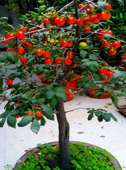 家里养绿萝怎么养才不会死,树状绿萝怎么养才能更旺盛