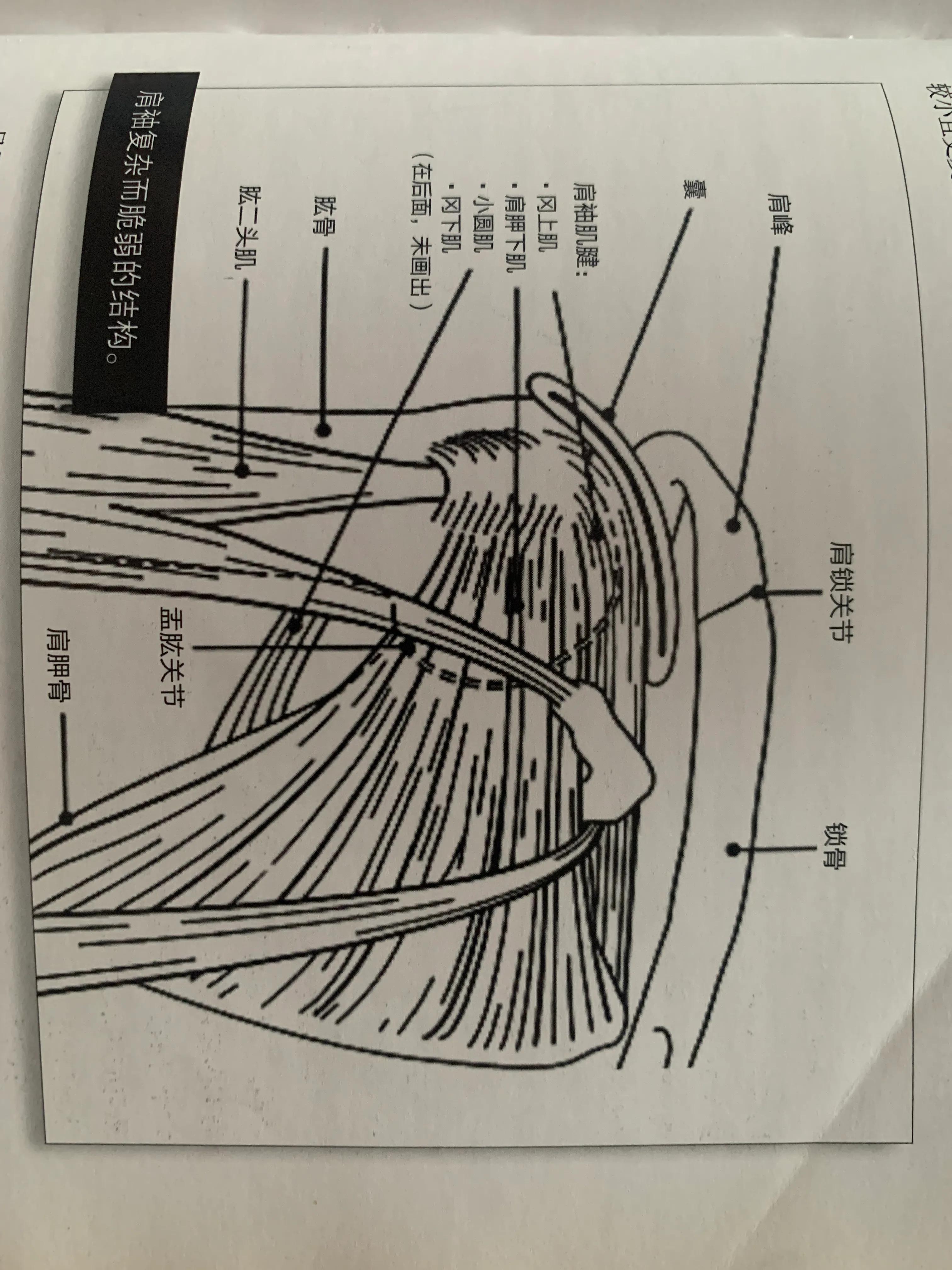 肩部徒手健身动作大全,女性徒手健身动作大全
