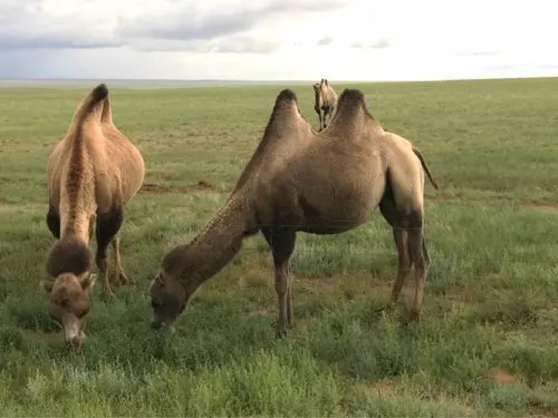 真是狗嘴里吐不出象牙,狗嘴里吐不出象牙但可以吐出蛇头