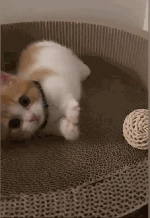 小奶猫成精睡姿萌化,一只成精的猫咪这睡姿太可怕了