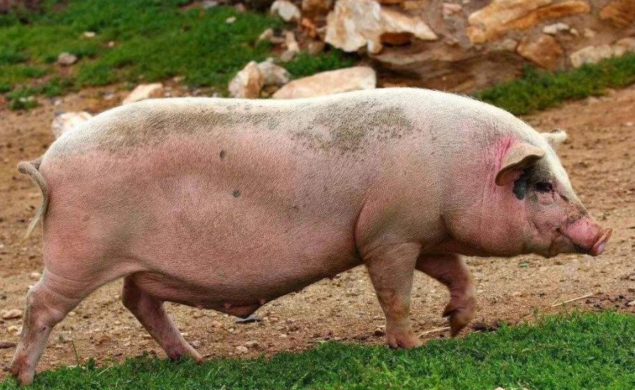 新生猪崽站不稳发抖怎么回事,小猪抽搐站不起来是什么病