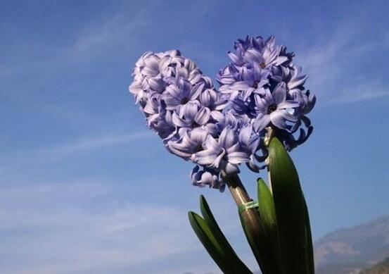 风信子发霉怎么快速消除,风信子根部发霉还能用啥补救