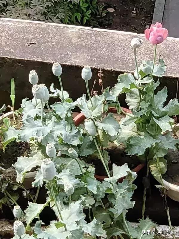 异想天开！竟然用这种方式治牙痛