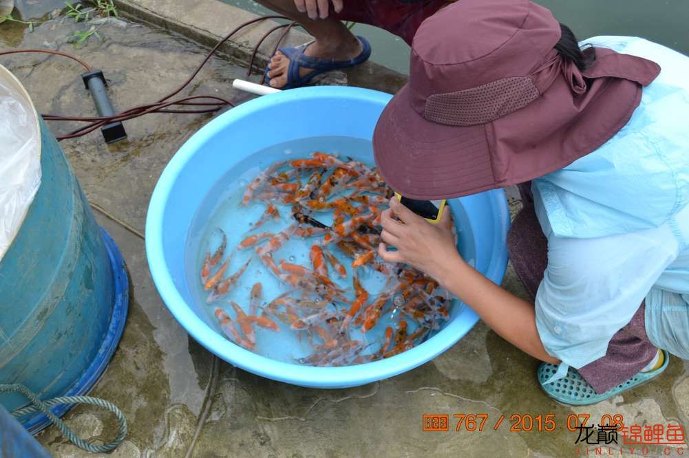 锦鲤苗成长,日本锦鲤水花苗成长