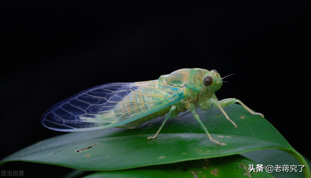 盘点常见鸣虫叫声,鸣虫什么时候鸣叫