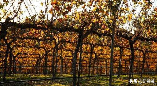 不能错过的8只澳洲雷司令，便宜的价格秒杀欧美产区雷司令