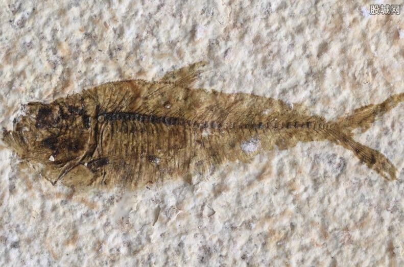 地球历史第一个人,地球第一个人类怎么来的