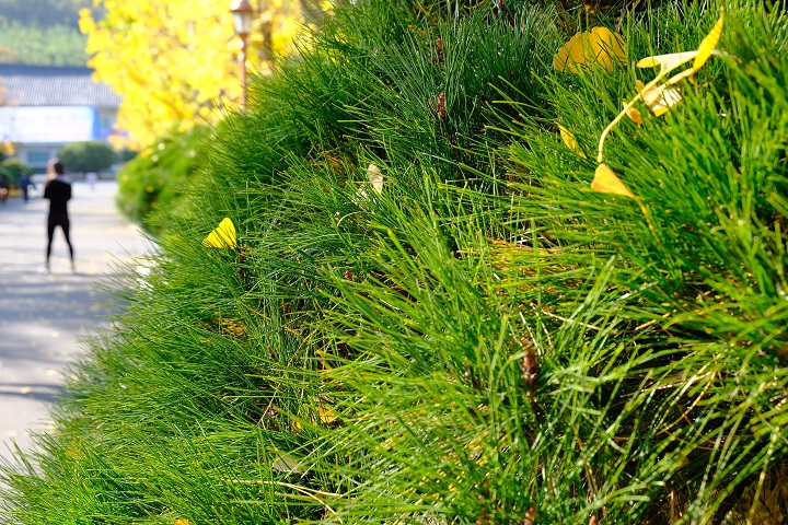 韩国庆州特色旅游景点,韩国庆州旅游攻略