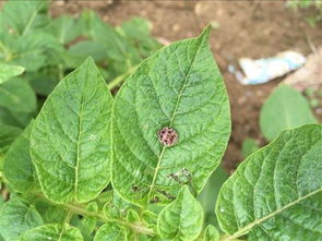 桃树蚜虫什么时间用药防治最好,桃树蚜虫从什么开始防治