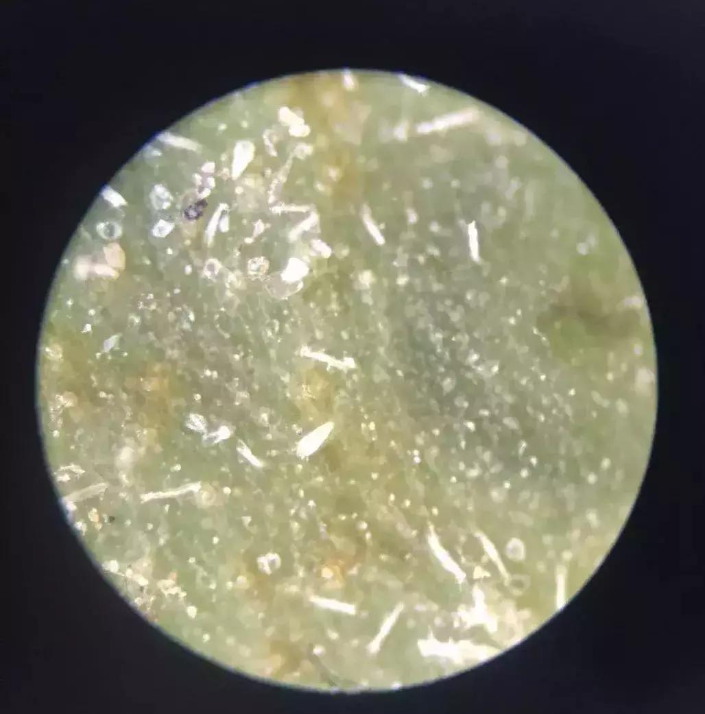 柑橘锈壁虱什么时间发生,柑橘锈壁虱危害图