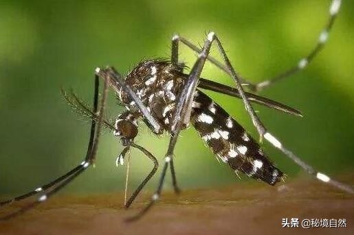 其实最毒的蚊子你被哪种蚊子咬过,被蚊子咬后如何判断是否是毒蚊子