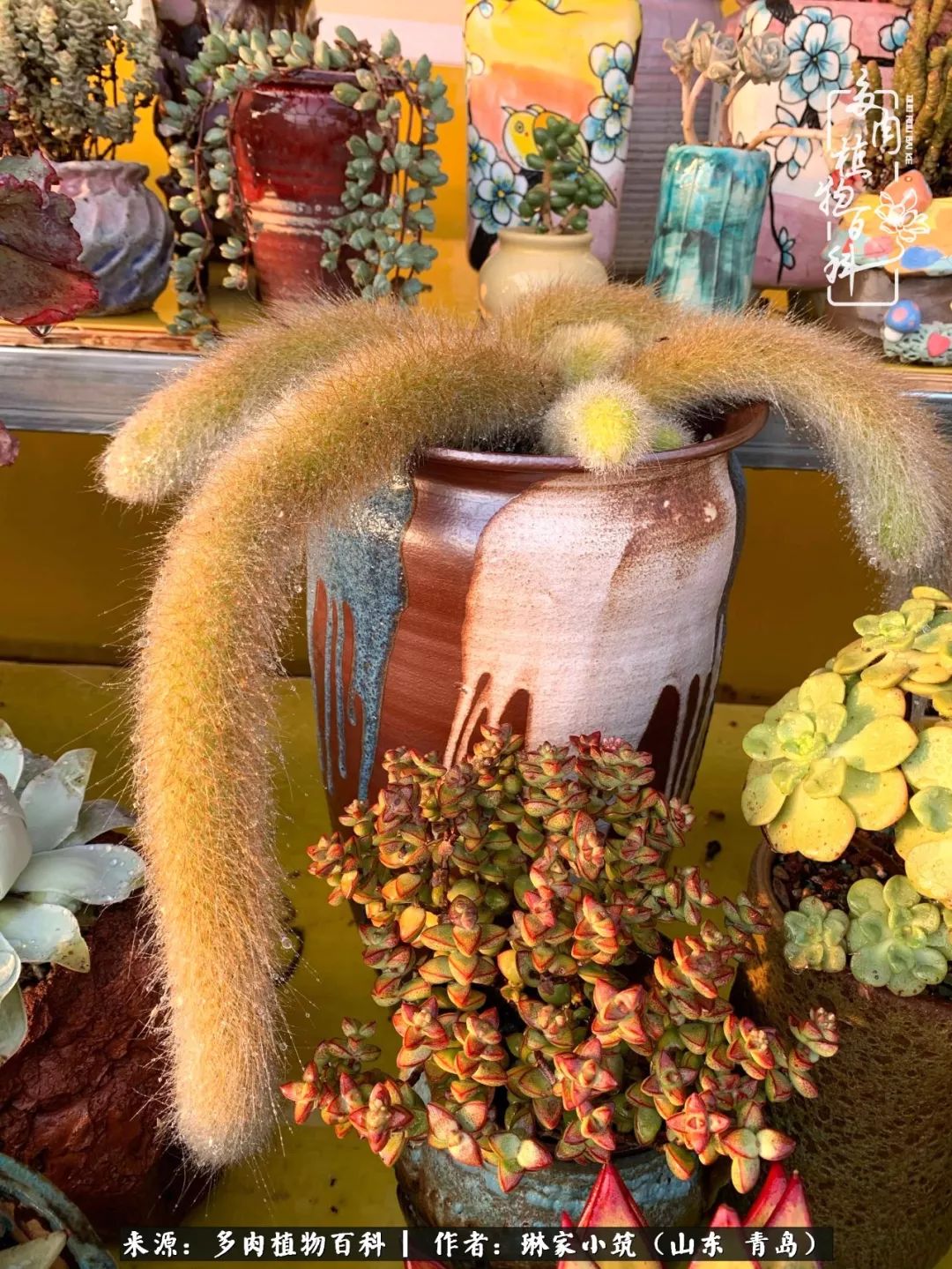 多肉冬季搬进屋里前需要浇水么,多肉过冬