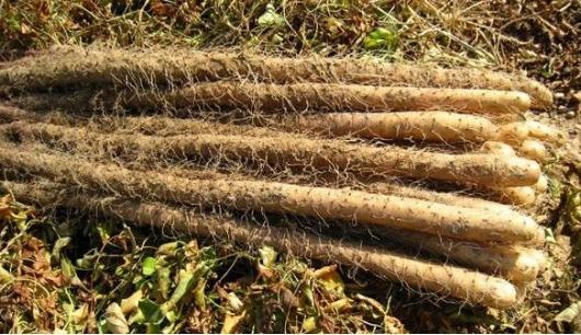 山药浅生种植槽种植技术,山药是起垄种植还是平地种植