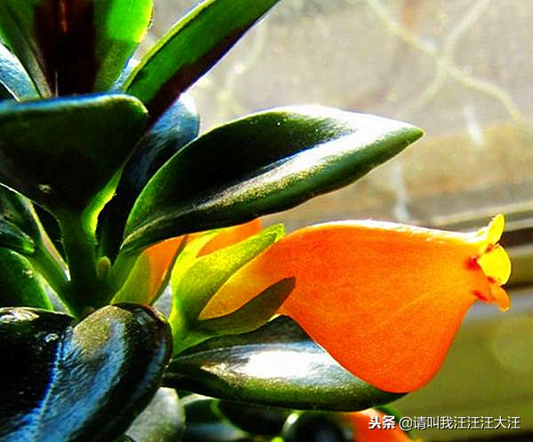 新手养花冬天的金鱼吊兰怎么养,金鱼吊兰养护方法图片