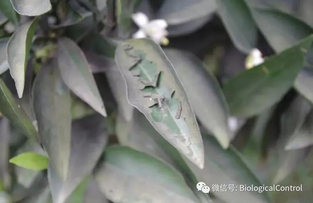 防治果树煤烟病用什么药,冬季果树炭疽病用什么药