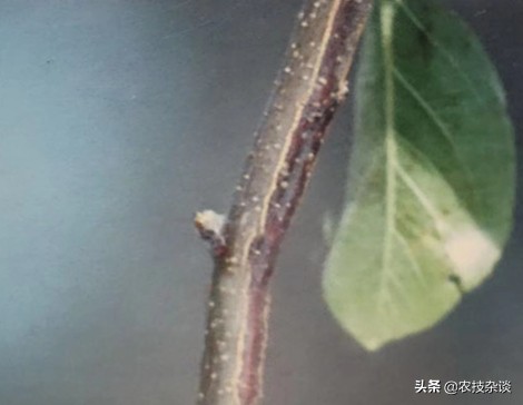 苹果腐烂病或根腐病怎么治,苹果干腐病最佳防治方法