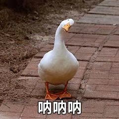 黑头和毛孔粗大究竟该怎么搞,毛孔粗大有黑头真的能改善吗