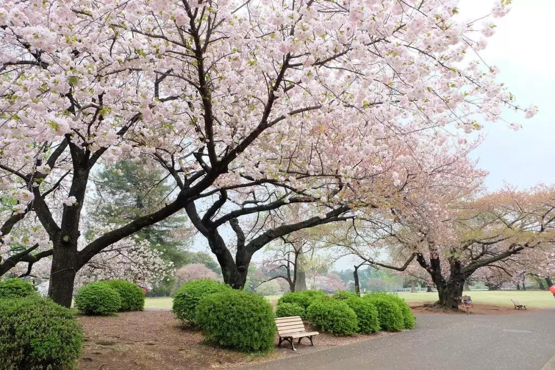 日本樱花季具体时间,日本樱花几月份去最好