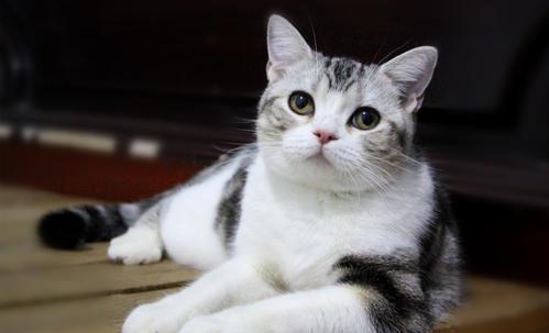 养猫首选这几种猫既便宜又好养,养猫新手适合养什么猫500元左右