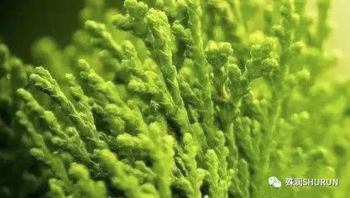 逆时光抗皱淡纹眼膜,优肌源黄金逆龄紧致提拉眼膜