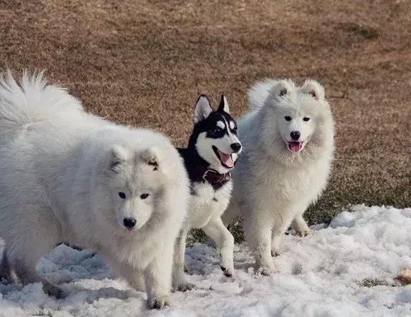 动物世界里最懒的动物是哪个,世上最懒的动物是猪