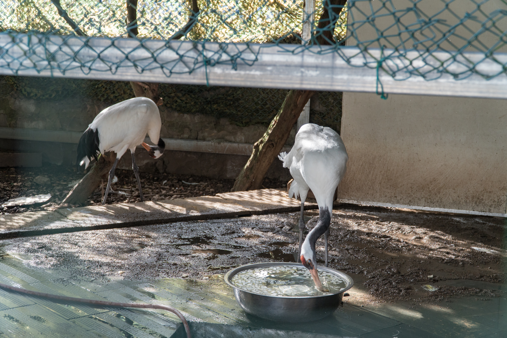 门口养仙鹤、大堂放金丝楠木的酒店，你有见过吗？天台温泉山庄