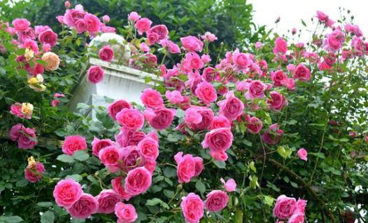 扦插月季花最好的办法,月季花怎样扦插才能提高成活