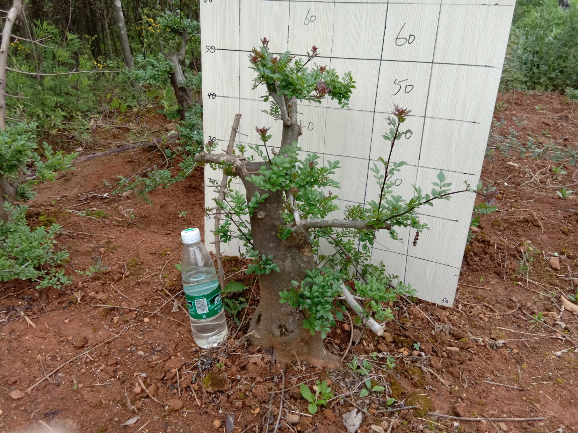 盆景白蜡叶子发黑什么原因,白蜡盆景发黄