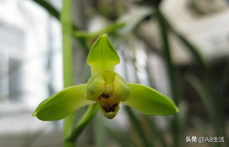 每日一品七律,每日一品茶叶