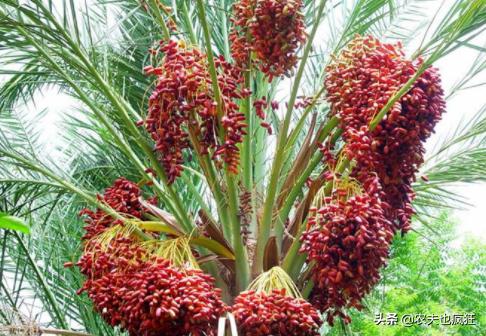 迪拜土豪最喜欢的3种水果,此果被誉为长寿果