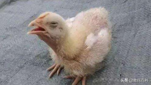 鸡得呼吸道疾病用什么办法能治好,替米考星对鸡呼吸道有治疗效果吗