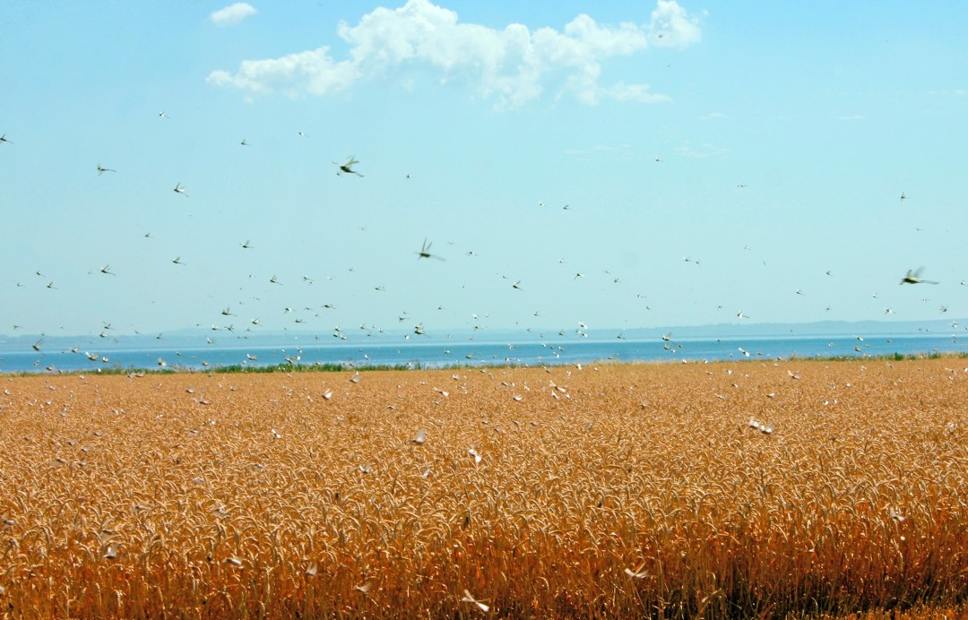 这次的蝗虫灾害为什么这么大,此次的蝗灾有多严重
