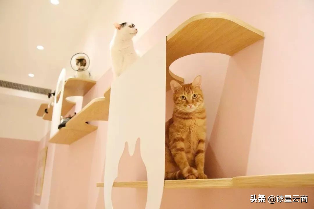 我们一起喵喵喵疯狂版,我们一起喵喵喵完整