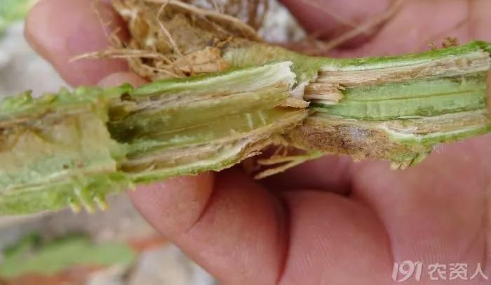 番茄髓部坏死和枯萎病怎么治,番茄髓部坏死怎么防治