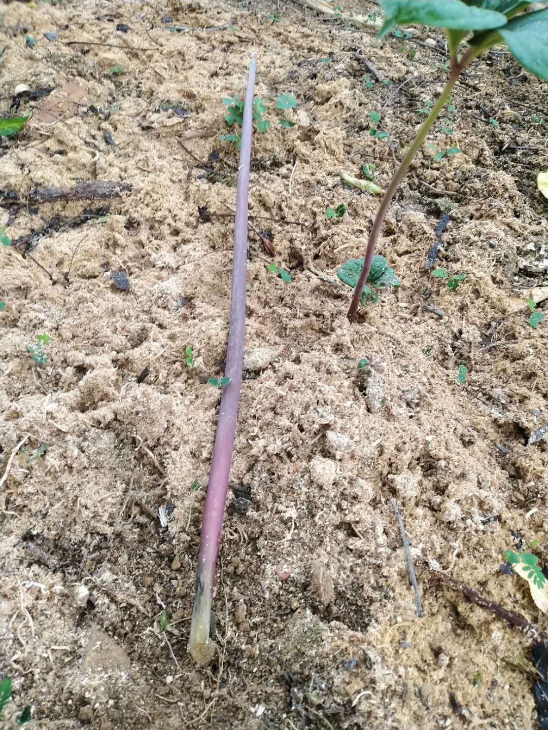 重楼杆腐烂是什么意思,重楼腐烂用什么药物防治