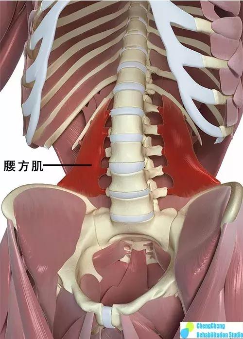 正美体态矫正骨盆旋转,正骨盆前倾如何矫正