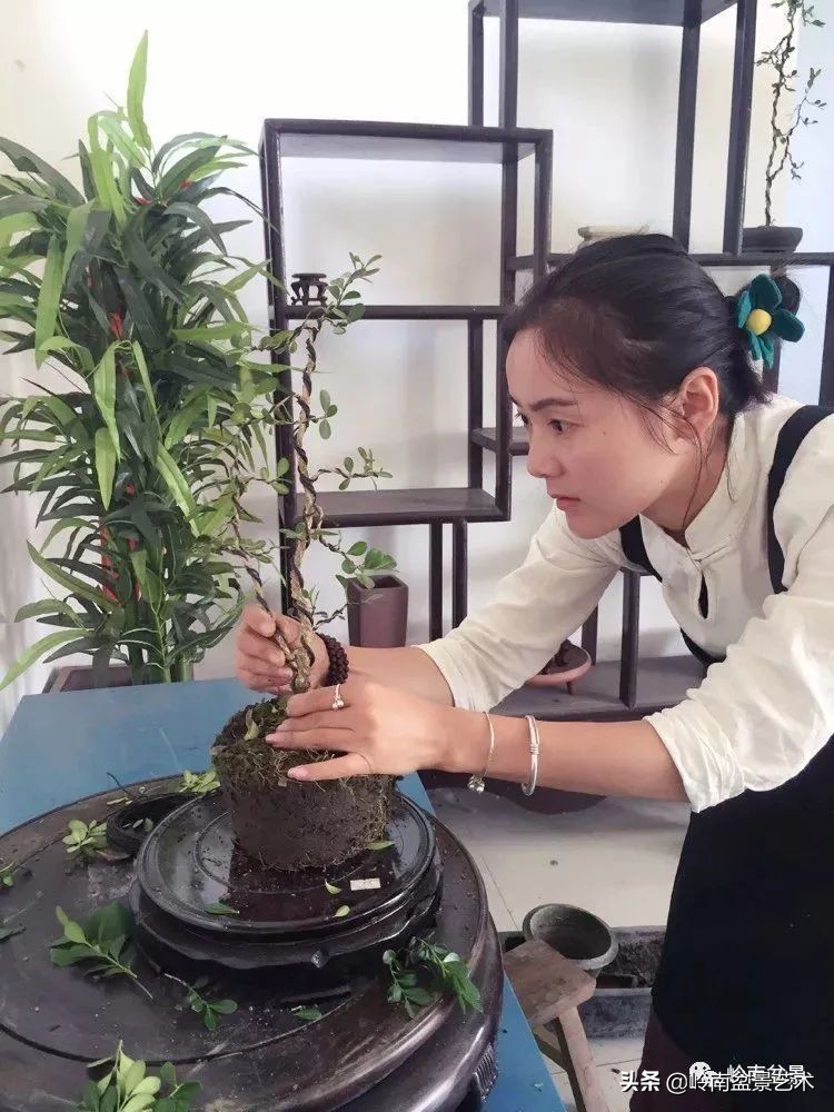 女盆景师丁昕,丁昕盆景