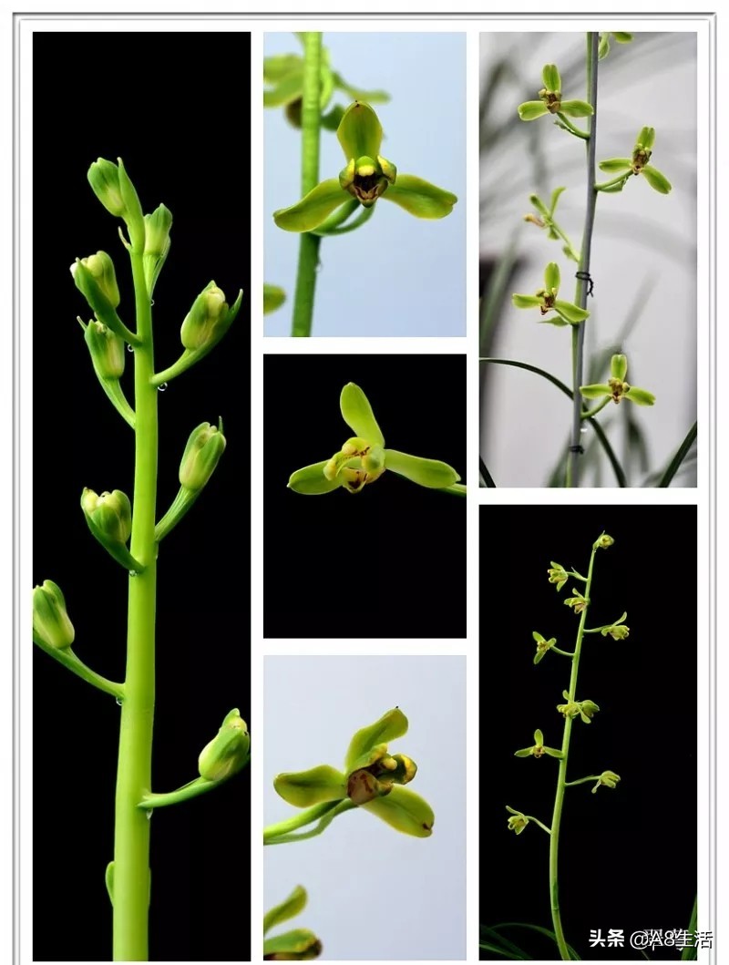 每日一品七律,每日一品茶叶