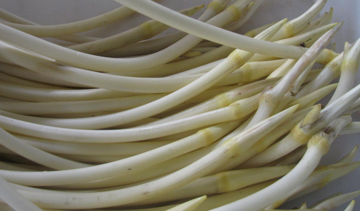 藕带又嫩又好吃,藕带有点老怎么做好吃