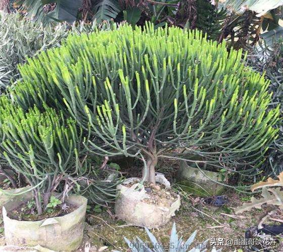 长在花盆里的树,长在花盆中的树