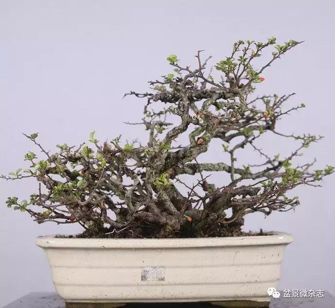 日本微型盆景的风格,日本盆景植物大全