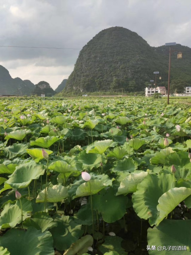 活动赏荷观光让你沉醉在这个夏天,这个夏天来苏州赏荷吧