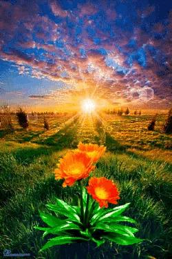 水中花郁可唯简谱动态谱,动态水中花歌词壁纸