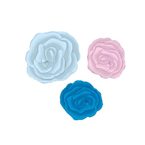 人间忽晚，但玫瑰花期永不停歇｜花初露