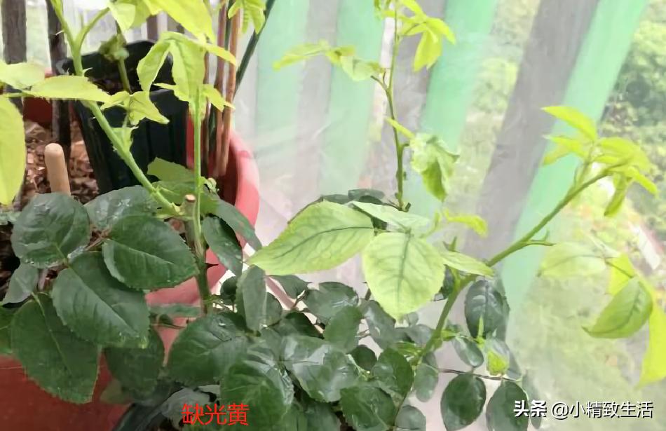 月季叶子健康,月季健康的表现